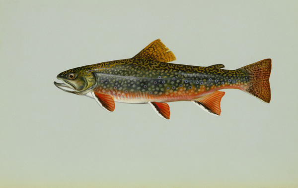 Brook trout small.jpg