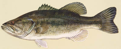 Largemouth bass small.jpg