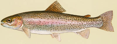 Rainbow trout small.jpg