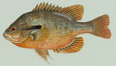 Redbreast sunfish small.jpg