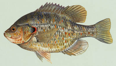 Redear sunfish 1small.jpg