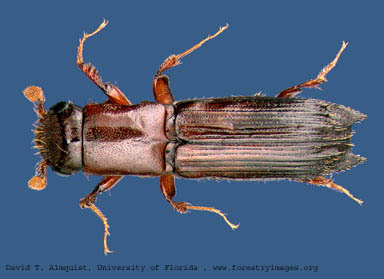 Ambrosia_Beetle edited.jpg