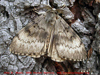 gypsy_moth edited.jpg