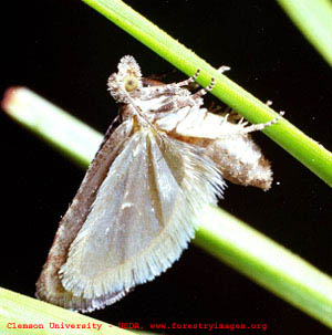 nantucket_pine_tip_moth edited.jpg