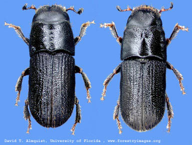 southern_pine_beetles edited.jpg