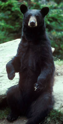 Black Bear small.jpg