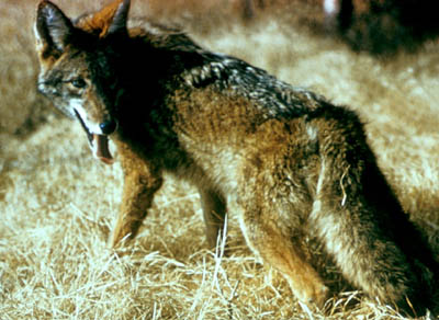 Coyote small.jpg