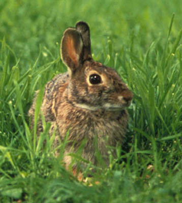 Eastern Cottontail small.jpg