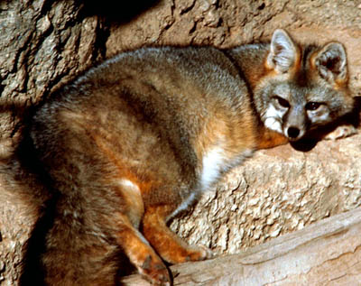 Gray Fox 1 small.jpg