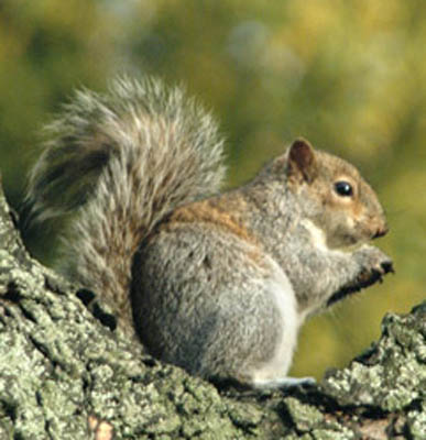Gray Squirrel 1 small.jpg