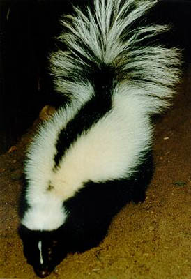 Striped Skunk small.jpg