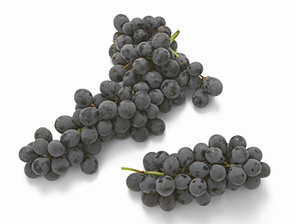 concord grapes 17C.jpg