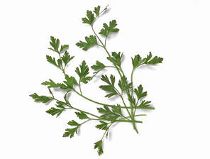 parsley_italian (flat leaf parsley) 67L.jpg