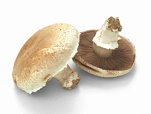 portabella mushroom 70H.jpg