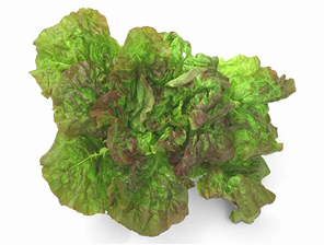 red leaf lettuce 69E.jpg