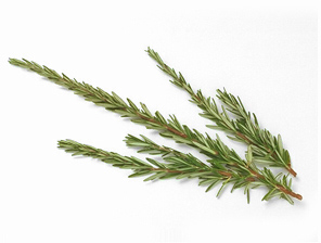 rosemary 67M.jpg