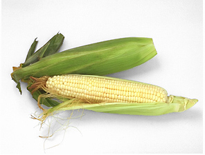 white corn 62A.jpg