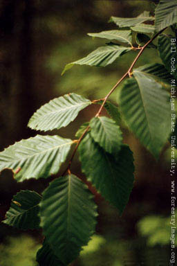 American Beech1 small.jpg