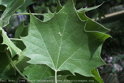 American Sycamore small.jpg