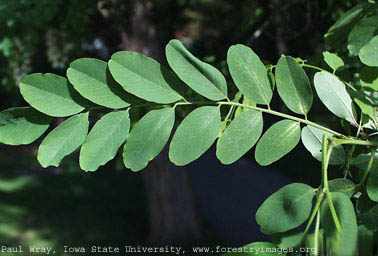 Black locust small.jpg