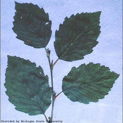 Hazel Alder small.jpg