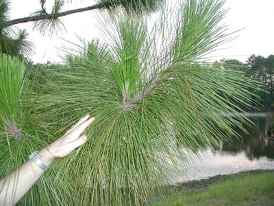 Long Leaf Pine 2.jpg
