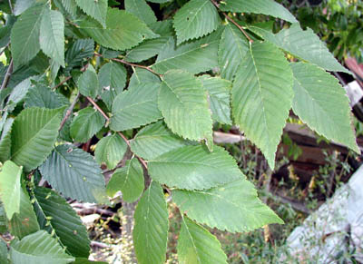 american elm3.jpg