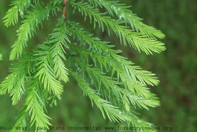 bald cypress1 small.jpg