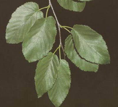 black birch small.jpg