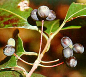blackgum fruit.jpg