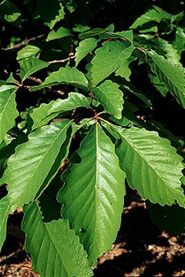 chestnut oak small.jpg