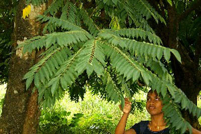 cucumber_tree small.jpg