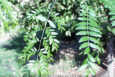 honeylocust small.jpg