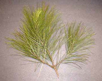 loblolly pine small.jpg