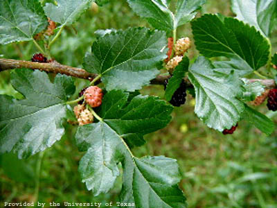 mulberry2 small.jpg