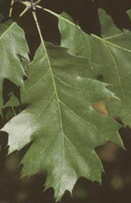 oak_northern_red small.jpg