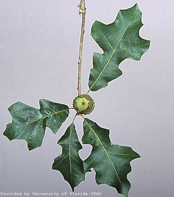 overcup oak small.jpg