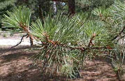 pitch pine small.jpg