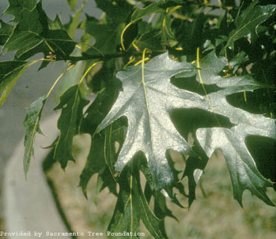 scarlet oak small.jpg