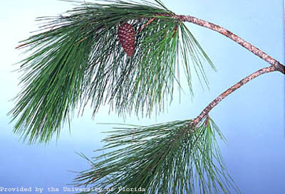slash pine small.jpg