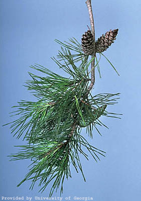 spruce pine small.jpg