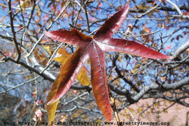 sweet gum small.jpg