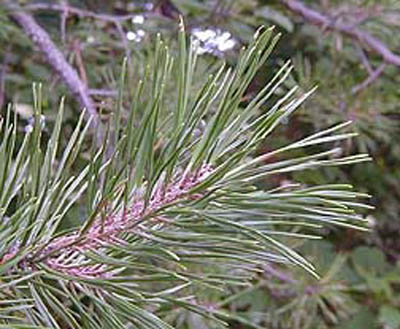 table mountain pine small.jpg