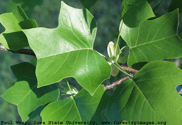 yellow poplar small.jpg