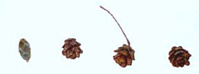 index_files/i0110000.jpg