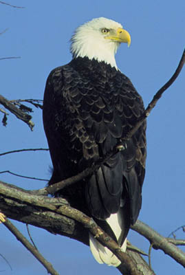 Bald Eagle small.jpg