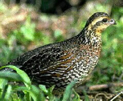 Bobwhite quail small.jpg