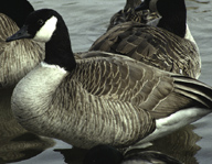 Canada Geese at Crab Orchard National Wildlife Refuge Small.jpg