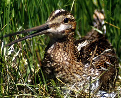 Common Snipe small.jpg