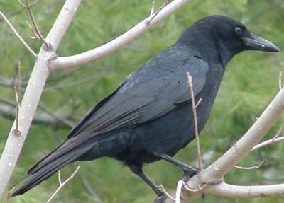 Crow small.jpg